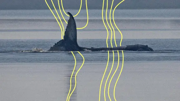 Der Buckelwal vor der Insel Poel schlägt am Morgen mit seiner Schwanzflosse.