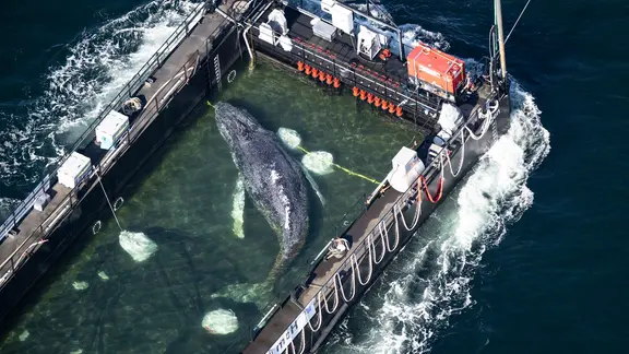 Der Buckelwal liegt in einem gefluteten Lastschiff kurz vor der dänischen Grenze.